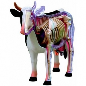 Anatomia zwierząt
